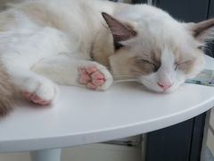 -怪兽屋·羊驼·猫咖·狗咖(俊华广场店)