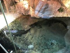 -迪拜水族馆及水下动物园