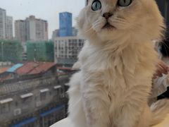 -怪兽屋·羊驼·猫咖·狗咖(俊华广场店)