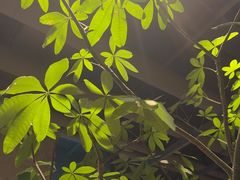 -农畉LONFOOD(万象天地店)