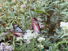 -神户市立六甲山牧场
