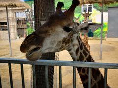 -西霞口神雕山野生动物世界