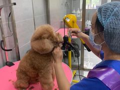 -宠福鑫康馨动物医院·骨科·眼科