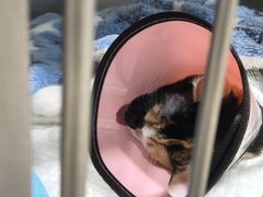-暖阳宠物医院·犬猫康复中心·骨科