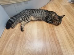 -COLOR PETS 撸猫馆·购猫·猫咖(长风大悦城店)
