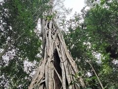 -中国科学院西双版纳热带植物园