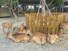 -鹿境梅花鹿生态园区