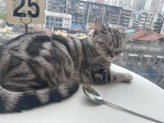 -怪兽屋·羊驼·猫咖·狗咖(俊华广场店)