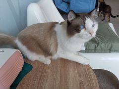 -泰国佛·塔罗·泰牌狐仙古曼