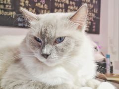 -Heymao猫咖.咖啡厅(东门店)