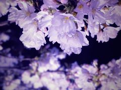 -东湖磨山景区樱花园-停车场