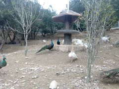 -泉州海丝野生动物世界