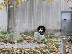 -卧龙中华大熊猫苑神树坪基地