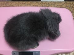 -严国平动物医院(德政总院)