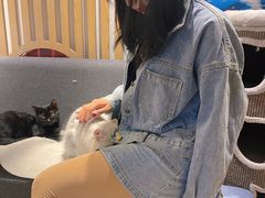 -南京Hallo宠物乐园·哈罗犬舍·柴犬繁育基地