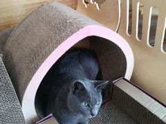 -喵屿·大理花园猫咖