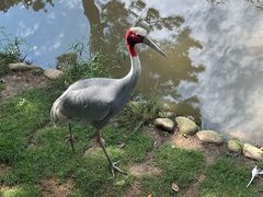 -西霞口神雕山野生动物世界