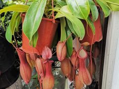 -金陵花卉交易市场