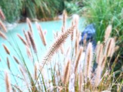 -上海吴淞炮台湾国家湿地公园