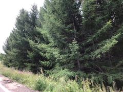 -塞罕坝国家级自然保护区