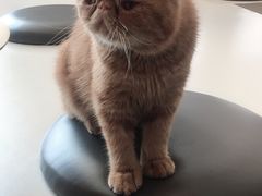 -飞行喵MR PILOT|猫舍·猫咖(静安大融城店)