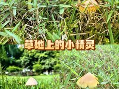 -龙头寺公园