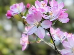 -上海怡沁园度假酒店