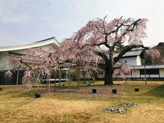 -醍醐寺