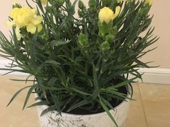 -大自然花鸟鱼虫市场