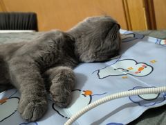 -动物缘宠物医院·骨科·猫科(西二环店)