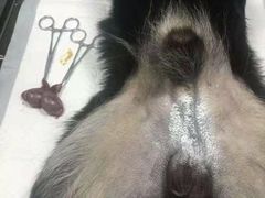 -美联众合宠物医院·爱萌分院·内外科·猫科中心