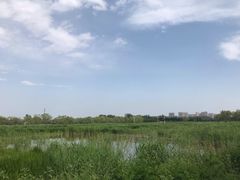 -大兴滨河森林公园