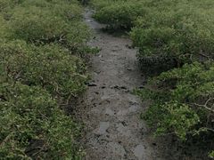 -北海金海湾红树林生态旅游区