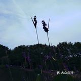小草说，只要心向阳光，迎着夕阳，尽情欢笑