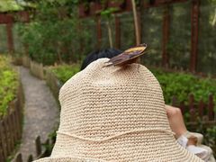 -野象谷景区