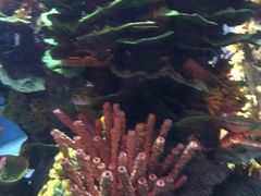 -迪拜帆船酒店海底餐厅