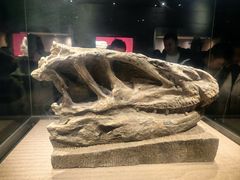 -自贡恐龙博物馆