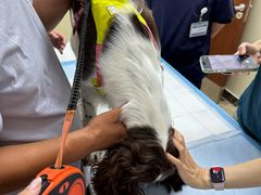 -美联众合动物医院·24h转诊中心