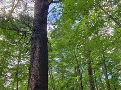 -五营红松林海景区