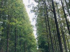 -泗洪洪泽湖湿地景区