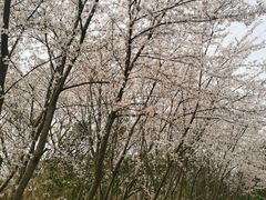 -南京市江宁方山
