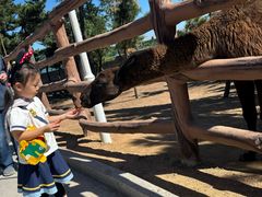 -西霞口神雕山野生动物世界