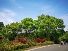 -铁山坪森林公园