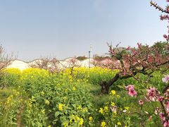 -南汇桃花村