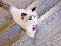 -猫十亿·布偶金渐层·曼基康矮脚猫舍(青年路店)