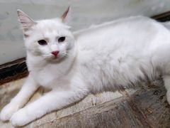 -猫咪博物馆(顶澳仔猫街店)