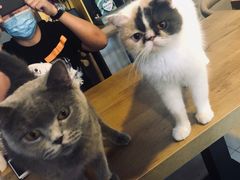 -平行世界·猫咖(首经贸店)