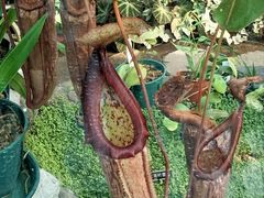 -国家植物园南园