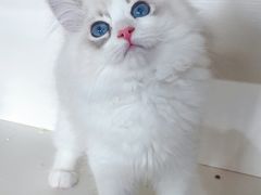 -东方名猫馆·英短金渐层布偶猫舍(环线广场1号楼店)