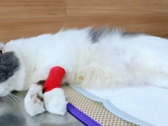 -爱侣宠医·鹦鹉专科·小型哺乳类·异宠专科(灵石路店)